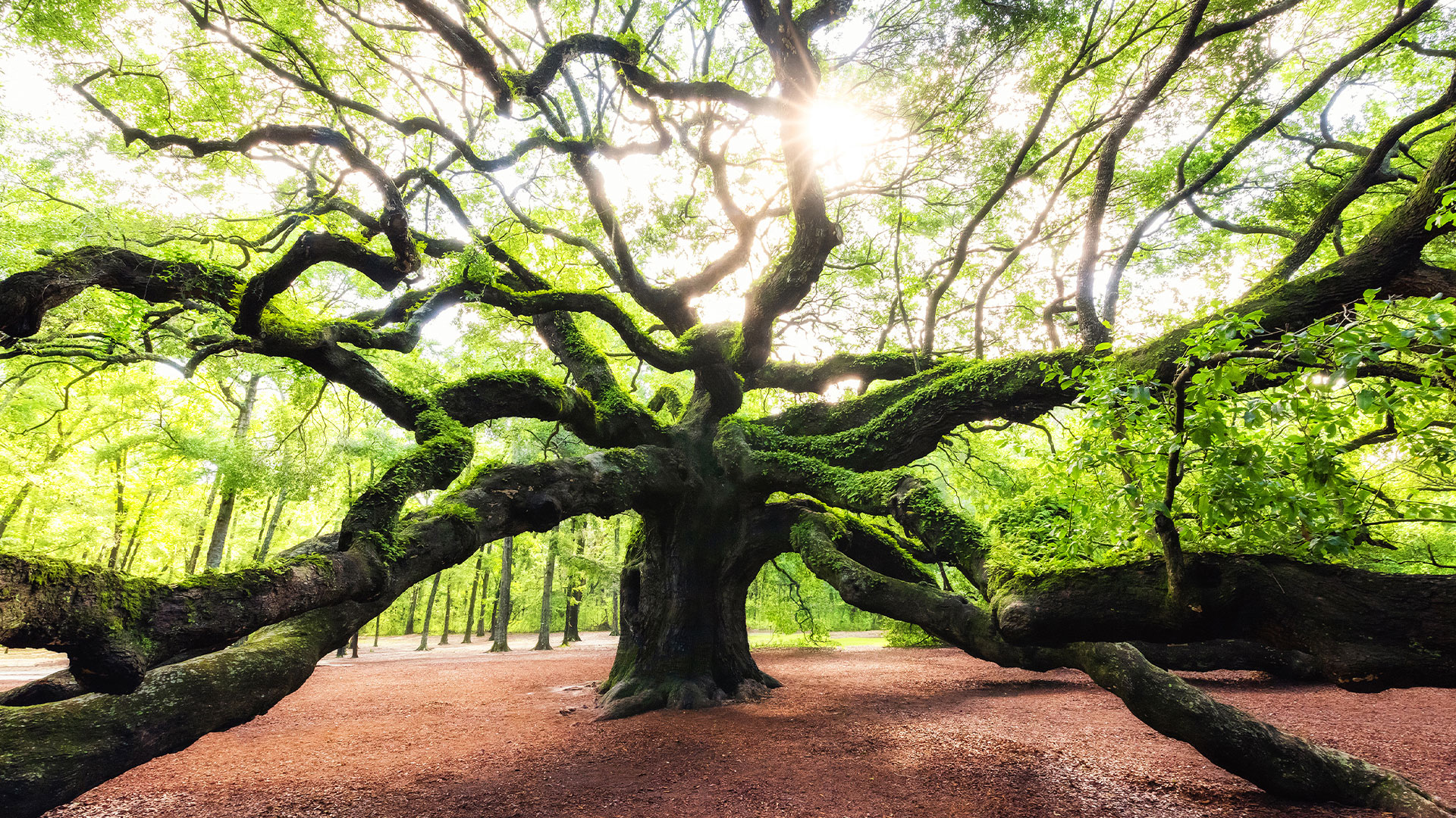 Tree with long branches